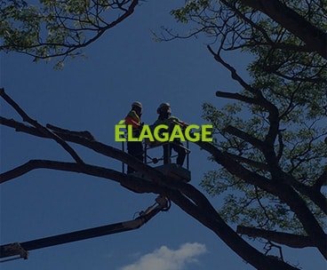 Élagage